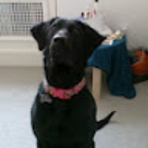 Meet your Posher, Ava